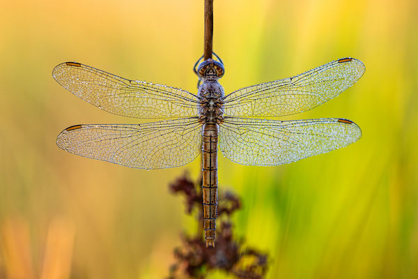 Libelle im Morgentau