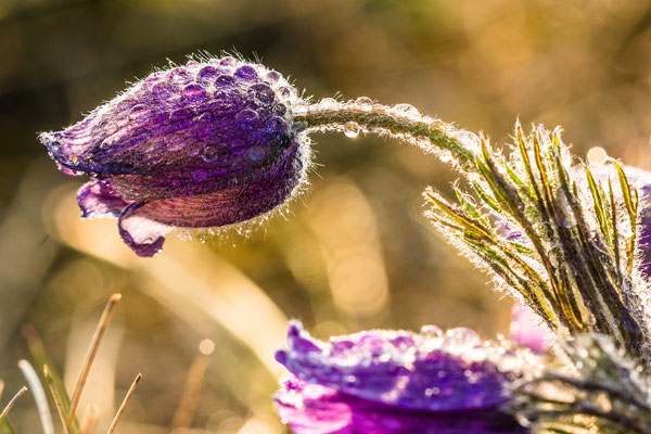 Küchenschellenblüte bei Falkenstein