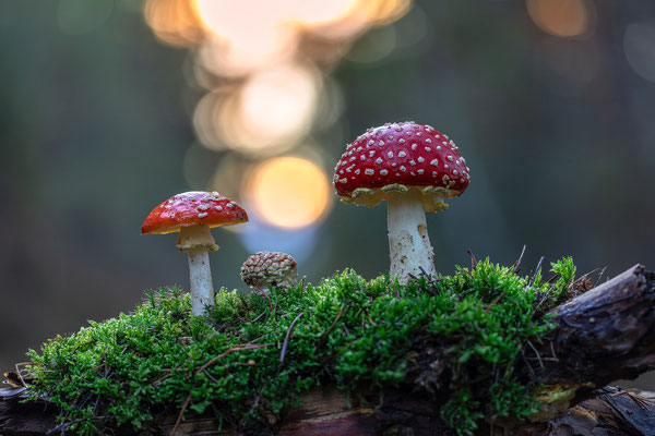 Fliegenpilze im Herbstwald an der Kalmit
