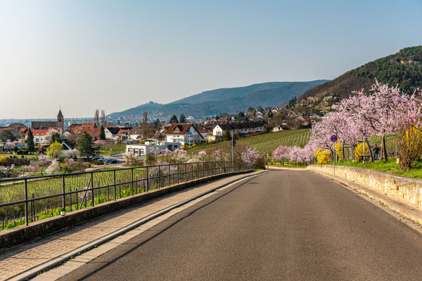 Mandelblüte in Gimmeldingen