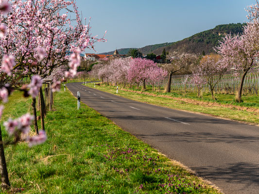 Mandelblüte in Gimmeldingen