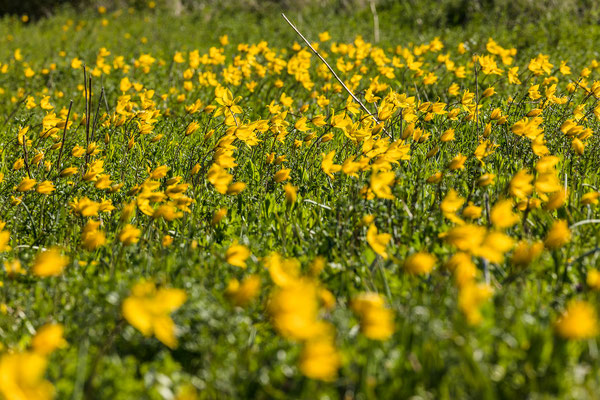 Blühende Wildtulpen bei Gau-Odernheim