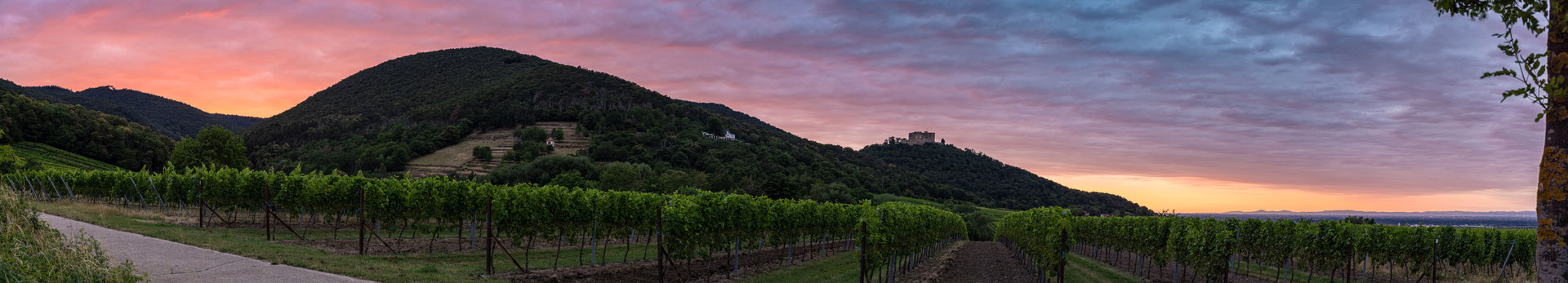 Abendstimmung bei Maikammer