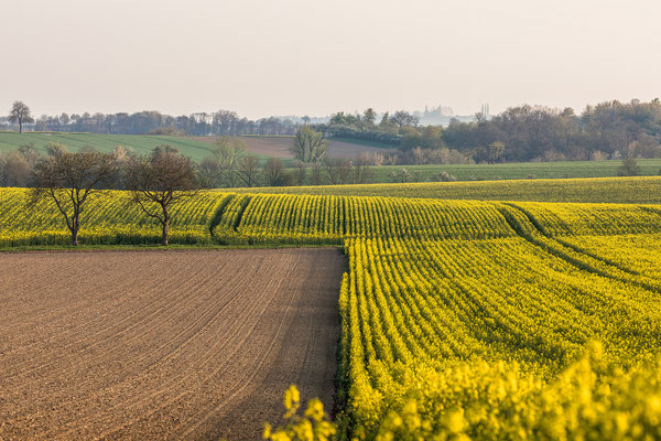 Rapsblüte in der Südpfalz