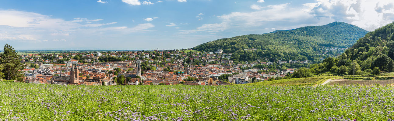 In den Weinbergen über Neustadt