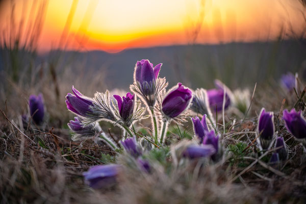 Blüte der Küchenschellen bei Falkenstein