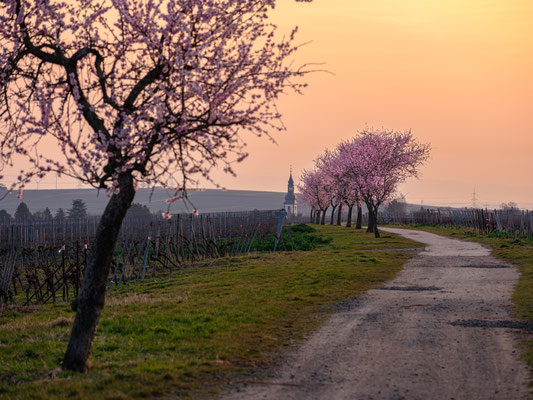 Mandelblüte bei Kirchheim im Morgenlicht