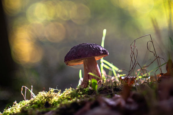 Herbst im Modenbachtal