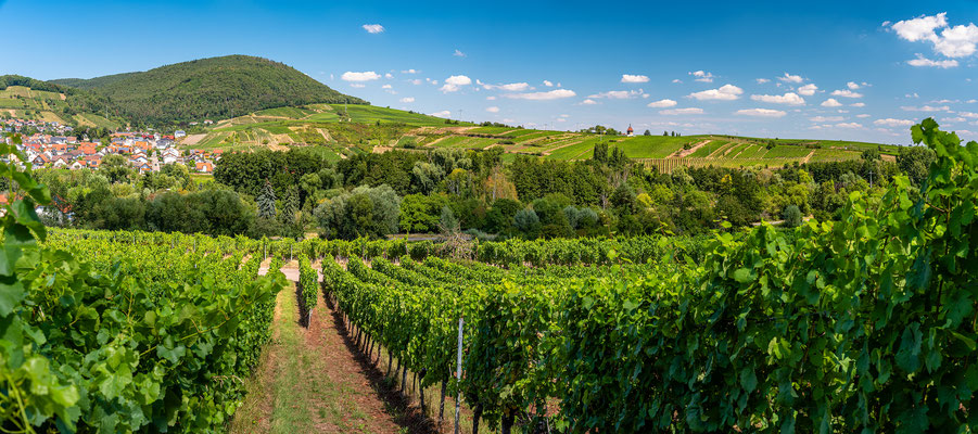 Ausblicke bei Albersweiler auf die Weinberge