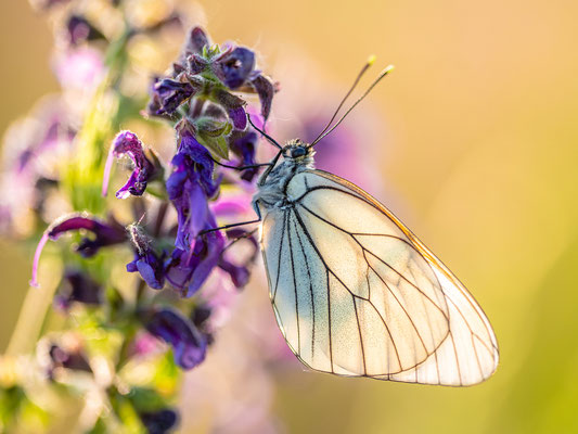 Baumweißling auf einer Wiese bei Duttweiler