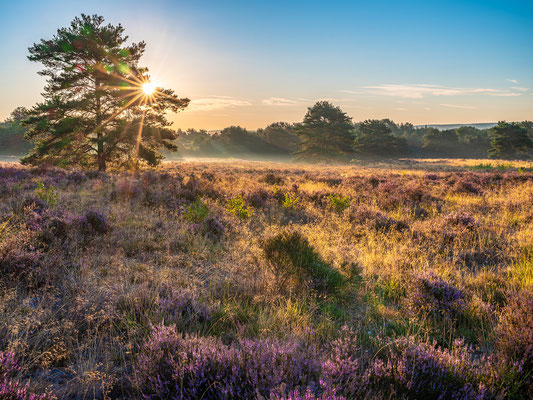 Sonnenaufgang in der Mehlinger Heide