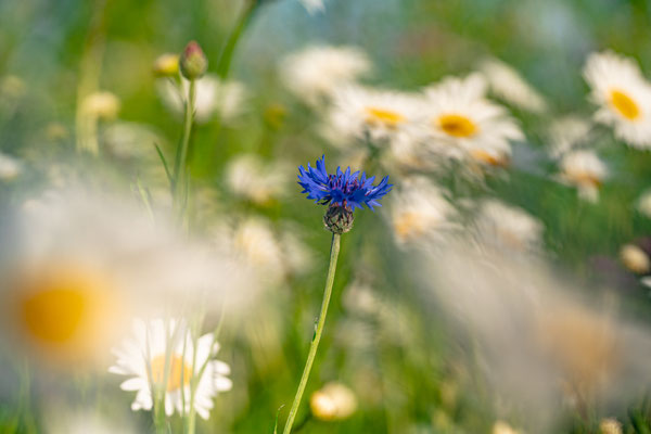 Blumenwiese bei Duttweiler