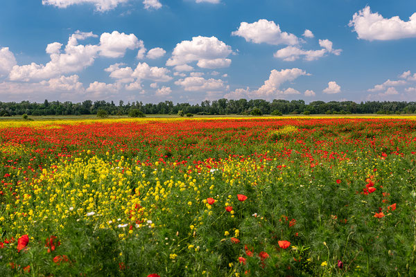 Blumenwiese auf der Kollerinsel