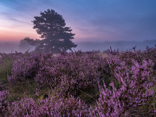 Frühherbst in der Mehlinger Heide