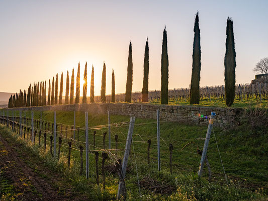 Sonnenuntergang bei Freinsheim