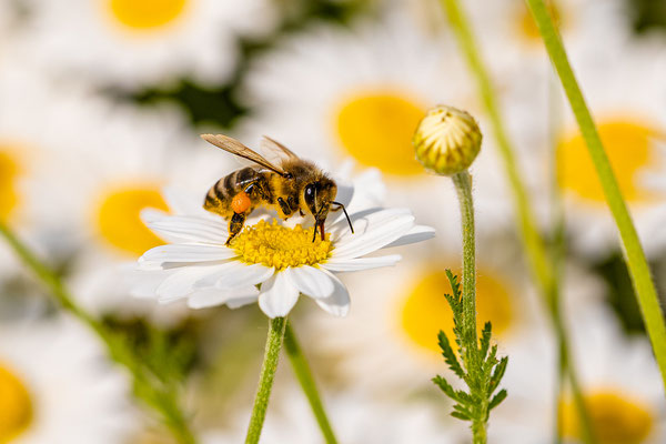 Biene in der Wildblumenwiese