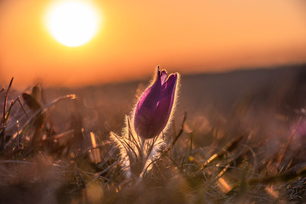 Blüte der Küchenschellen bei Falkenstein
