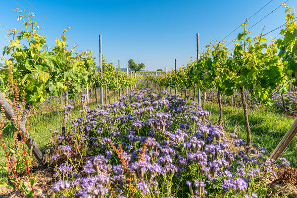 Weinberge bei Duttweiler