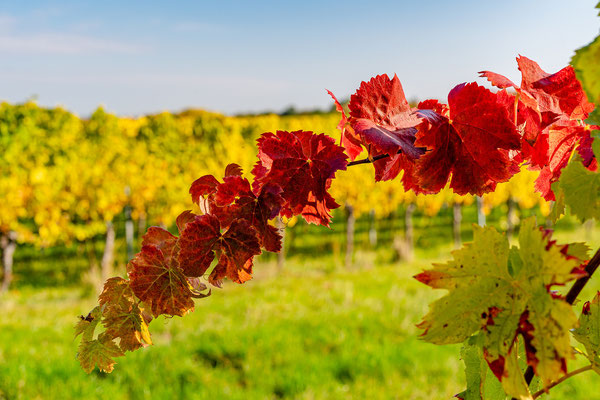 Goldener Herbst auf der Kleinen Kalmit