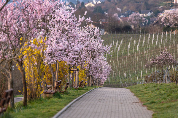 Mandelblüte bei Gimmeldingen