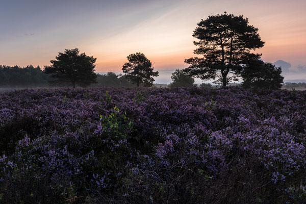Heideblüte zum Morgengrauen