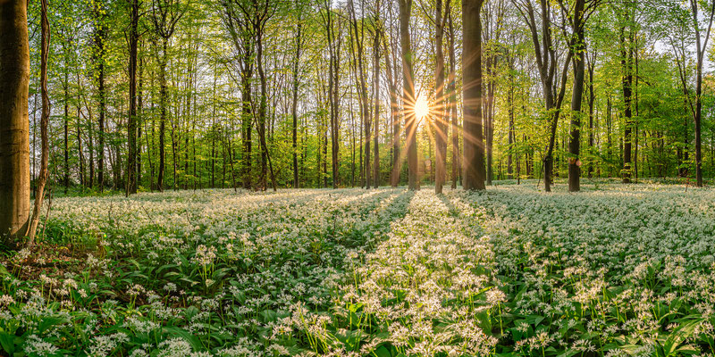 Bärlauchwald, 120 x 60 cm, Alu-Dibond, Rückseitige Hängung mit Aluminiumschiene, 320 €