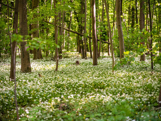 Bärlauchblüte in Neuburgs Wäldern