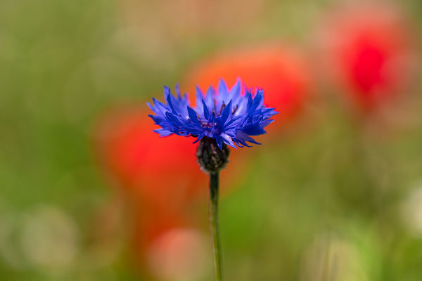 Wildblumenwiese bei Freimersheim