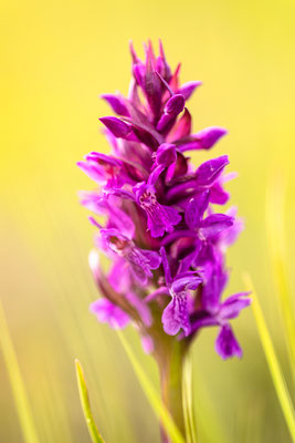 Auf einer Orchideenwiese bei Geinsheim