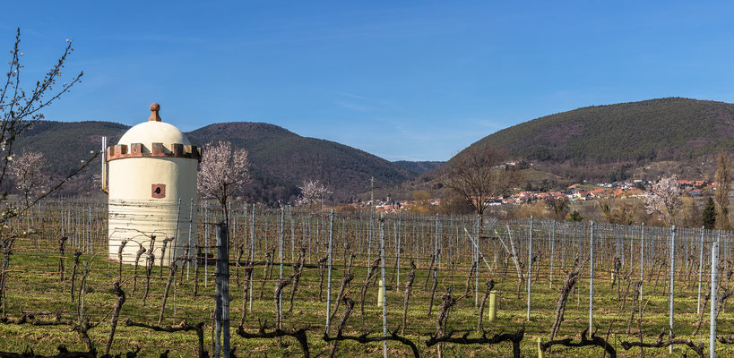 Mandelblüte bei Maikammer