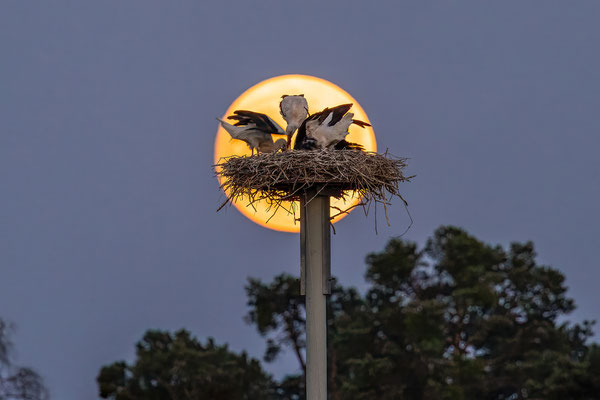 Störche im Vollmondlicht