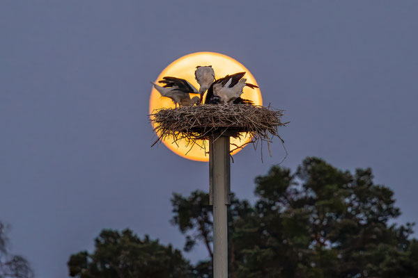 Störche im Vollmondlicht