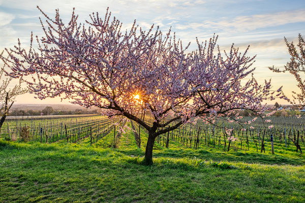 Mandelblüte bei Gimmeldingen