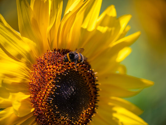 Sonnenblumenfeld bei Albersweiler