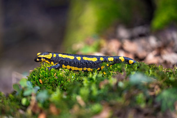 Feuersalamander