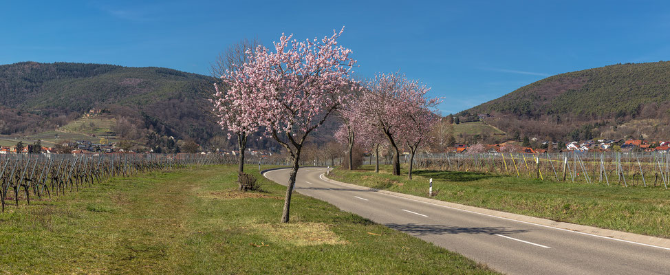 Mandelblüte bei Maikammer