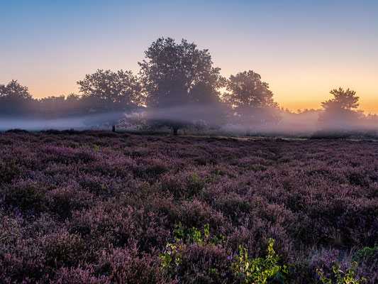 Morgennebel über der Mehlinger Heide