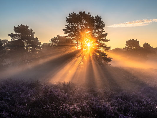 Bodennebel in der Mehlinger Heide