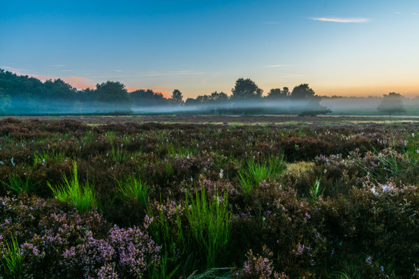 Nebel über der Mehlinger Heide