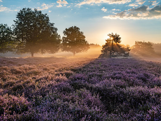 Bodennebel zum Sonnenaufgang in der Mehlinger Heide
