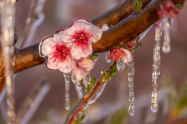 Vereiste Pfirsichblüten bei Neustadt
