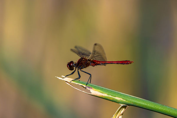 Heidelibelle