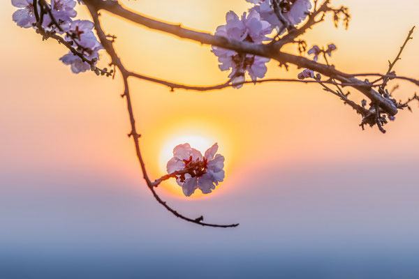Mandelblüte bei Gimmeldingen