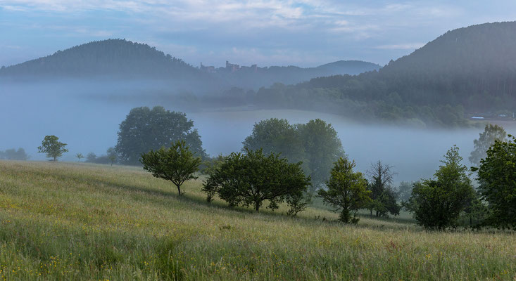 Frühnebel