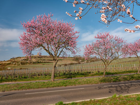 Mandelblüte bei Bad Dürkheim