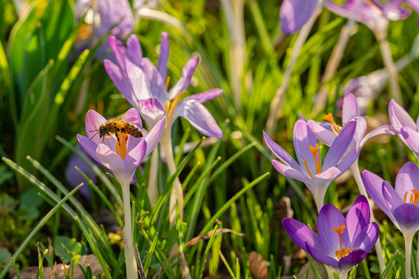 Krokusblüte im Kurpark