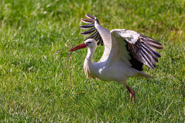 Weißstorch