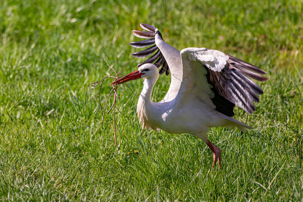 Weißstorch