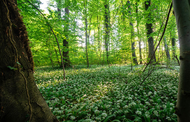 Bärlauchblüte in Neuburgs Wäldern