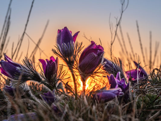 Blüte der Küchenschellen bei Falkenstein